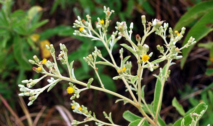 Blumea balsamifera